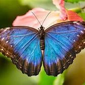 butterflypatience